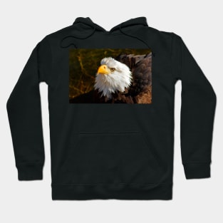 Bald Eagle in Splendor Hoodie